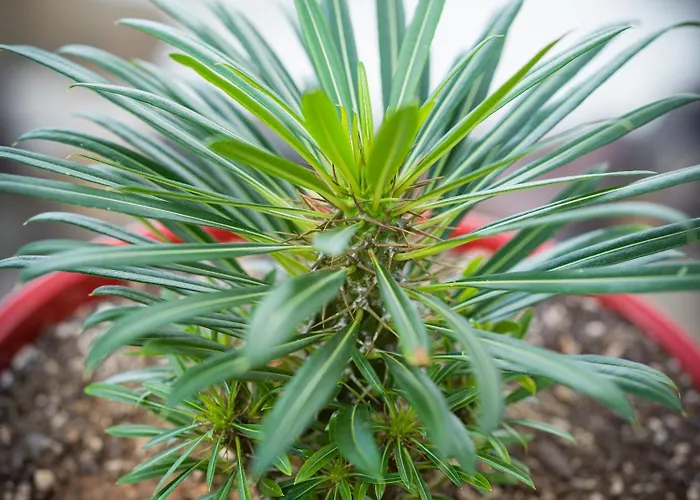 Castillo Lanzarote Bentley - Luxury -sleep In A Volcanic Cave *